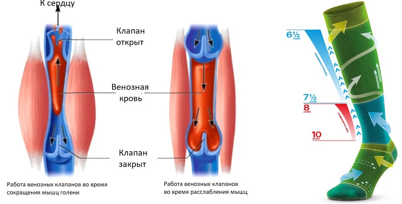 Для чего нужна компрессионная одежда с точки зрения физиологии